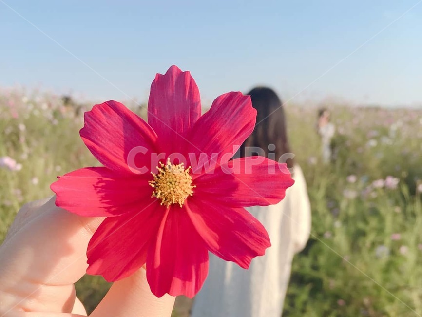 코스모스,가을,꽃,배경,하늘,풍경
