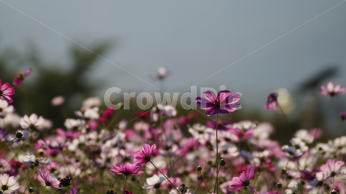 코스모스,꽃,꽃길,코스모스축제,식물,가을,계절,fall,autumn,season,식물,자연,plants,nature,꽃,flower,plant,daisies,데이지,blossom,daisy
