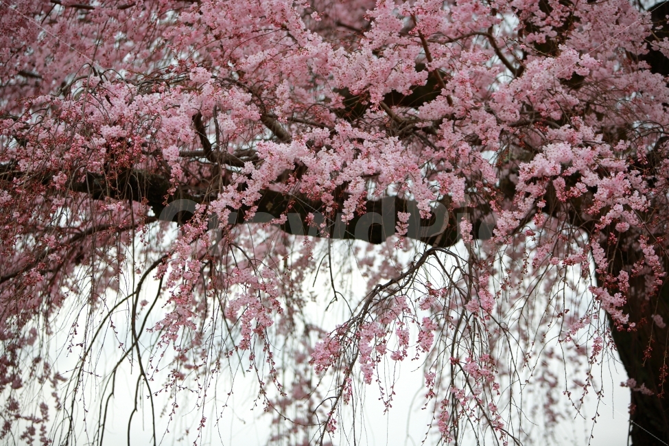 봄꽃,자연,벚꽃,풍경,꽃,봄,계절,spring,season,식물,자연,plants,nature,꽃,flower,나무,trees,wood,plant,blossom