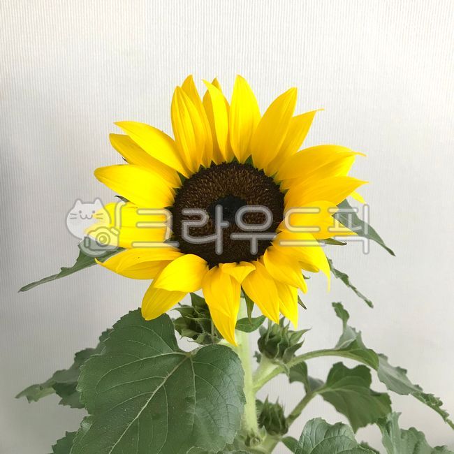 flower,꽃,sunflower,해바라기,노란꽃,꽃잎,해바라기꽃,화분,식물,가드닝,yellowflower,petal,sunflowerflower,flowerpot,plant,gardening
