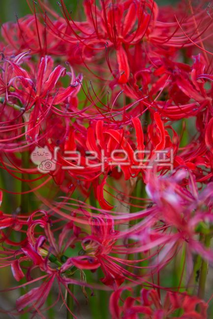 꽃,피안화,석산,꽃무릇,가을꽃