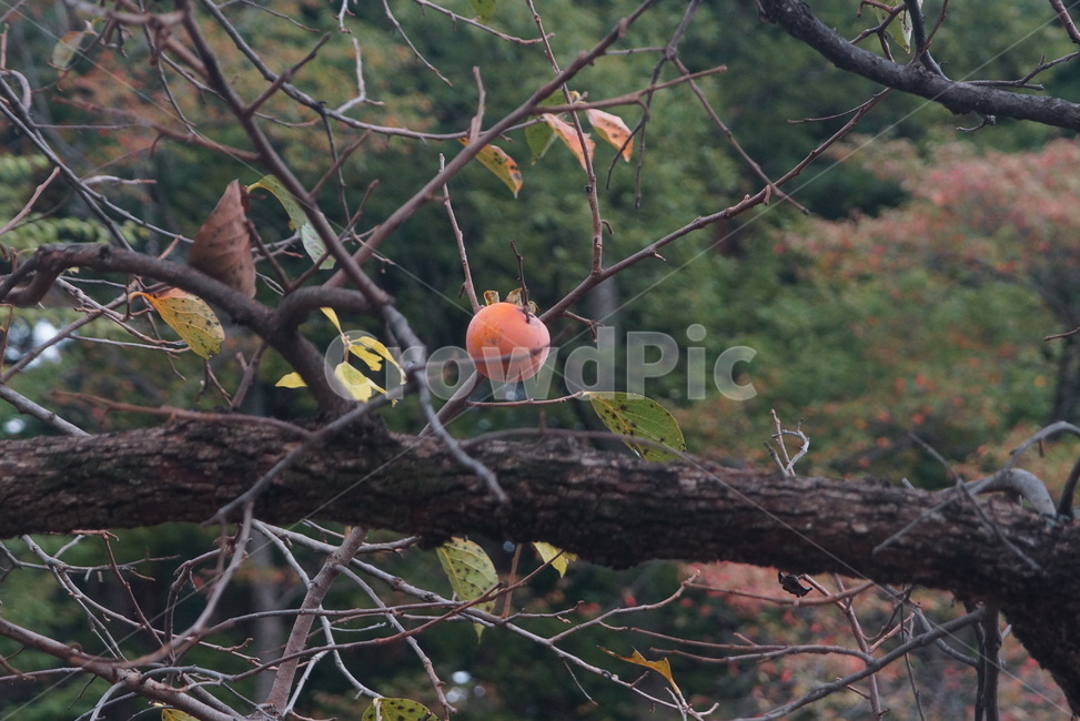 plant,식물,food,음식,fruit,과일,감,persimmon,감나무,persimmontree,과일,열매,fruit
