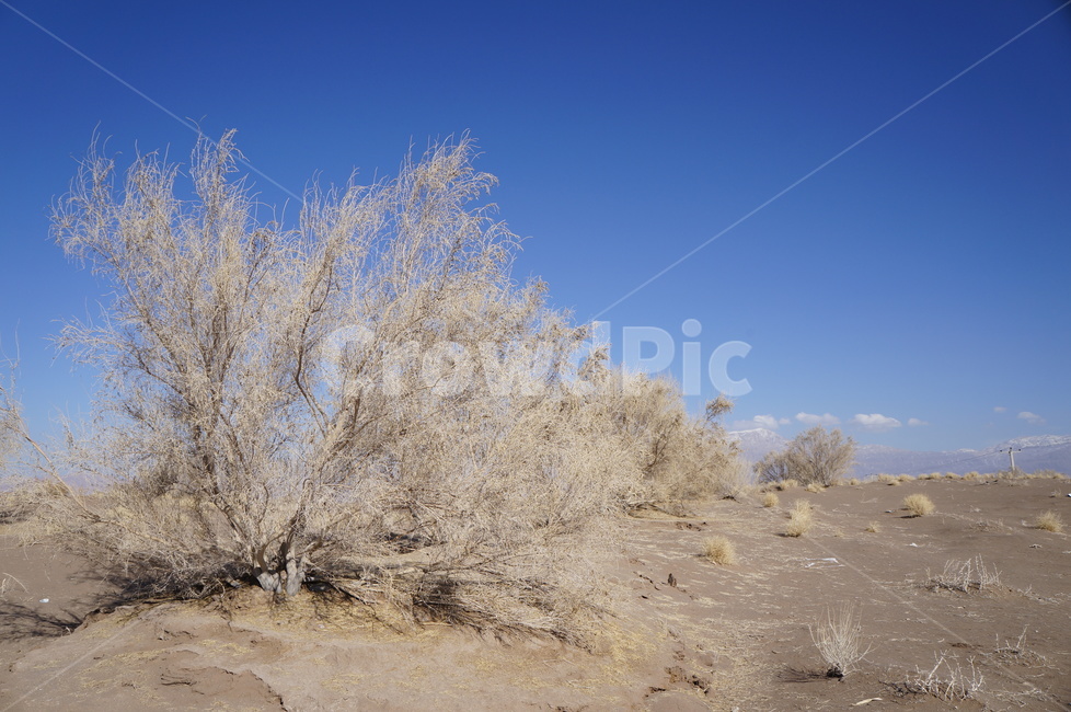 사막,중동,이란,bush,나무,자연,blue,sky,landscape,풍경