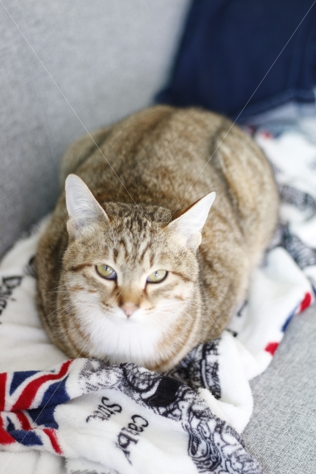 고양이,반려동물,유기묘,길냥이,애완동물,cat,pet,kitten,아기고양이,코숏,코리안숏헤어,동물,animal,캣맘,캣대디,동물,animal,고양이,cat,kitten,kitty,포유류,mammal