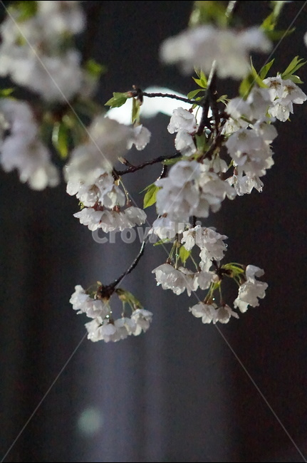 벚꽃,야경,밤,흰색,풍경,봄,봄,계절,spring,season,야경,밤,풍경,nightscape,night,landscape,식물,자연,plants,nature,꽃,flower,plant,blossom