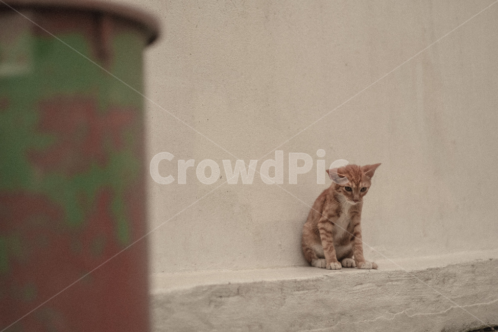 고양이,길고양이,길냥이,반려묘,반려동물,동물,색상,한가함,잔잔함,여유로움,고양이발,육괴,색감,감성,동물,animal,포유류,mammal,고양이,cat,kitten,kitty
