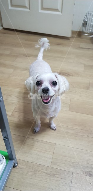강아지,댕댕이,멍멍이,말티즈,몰티즈,웃는개,개