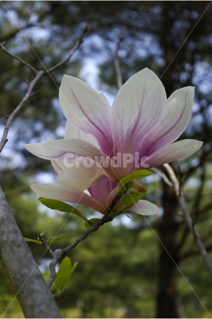 목련,식물,flower,plants,nature,꽃,꽃봉오리,식물,자연,plants,nature,꽃,flower