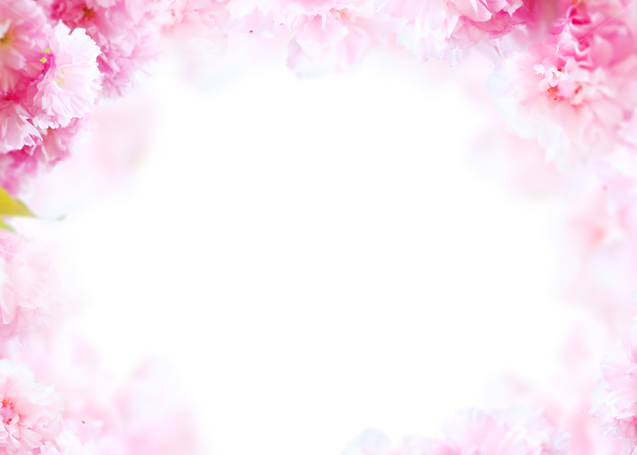 꽃,봄,프레임,백그라운드,배경이미지,식물,내츄럴,꽃송이,꽃잎,카네이션,분홍,핑크,카피스페이스,기념일,축하,anniversary,congratulation,celebrate,celebration