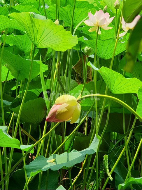 백련,흰연꽃,연꽃,여름야생화,수생식물