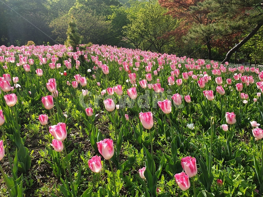 튤립,봄,정물,식물,바탕화면,색감,식물원,tulip
