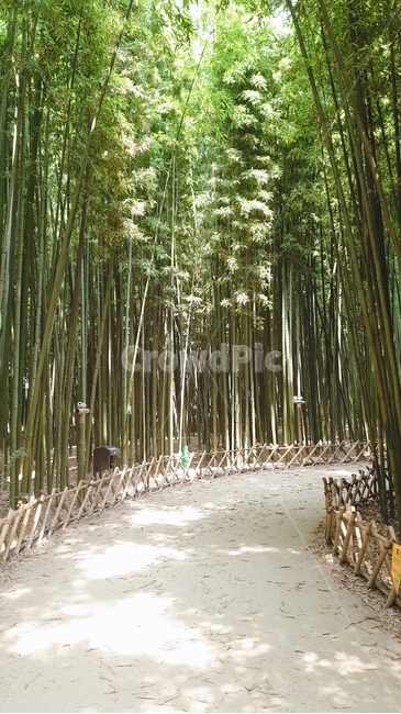 울산대밭,십리대밭,대나무숲,대나무밭,울산,대나무
