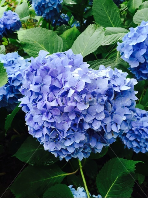 일본,수국,시골,アジサイ,紫陽花,파란수국,봄,계절,spring,season,식물,자연,plants,nature,꽃,flower,plant,blossom