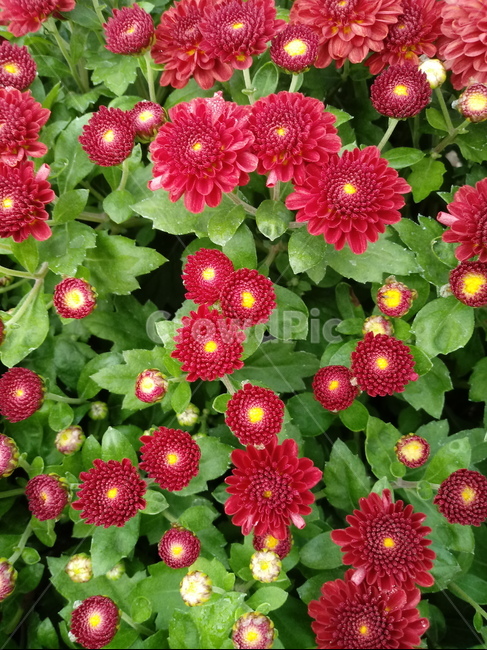 꽃,식물,국화,소국,plant,blossom,가을꽃,꽃,flower