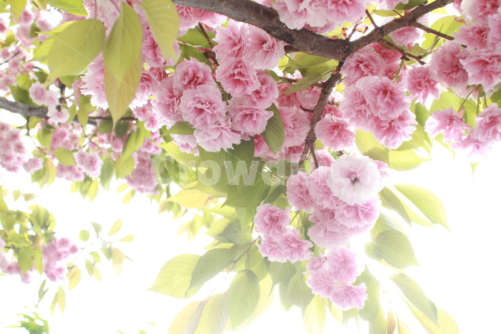 벚꽃,왕벚꽃,겹벚꽃,봄꽃,꽃놀이,분홍꽃,봄,계절,spring,season,식물,자연,plants,nature,꽃,flower,plant,blossom