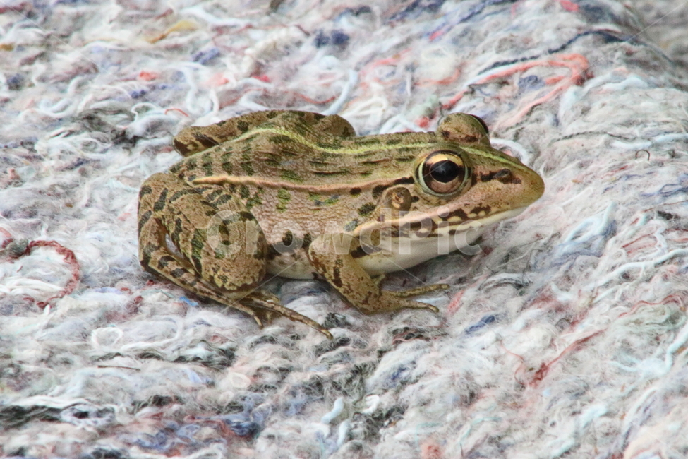 개구리,양서류,토종개구리,동물,frog,동물,animal,파충류,양서류,reptile,amphibian