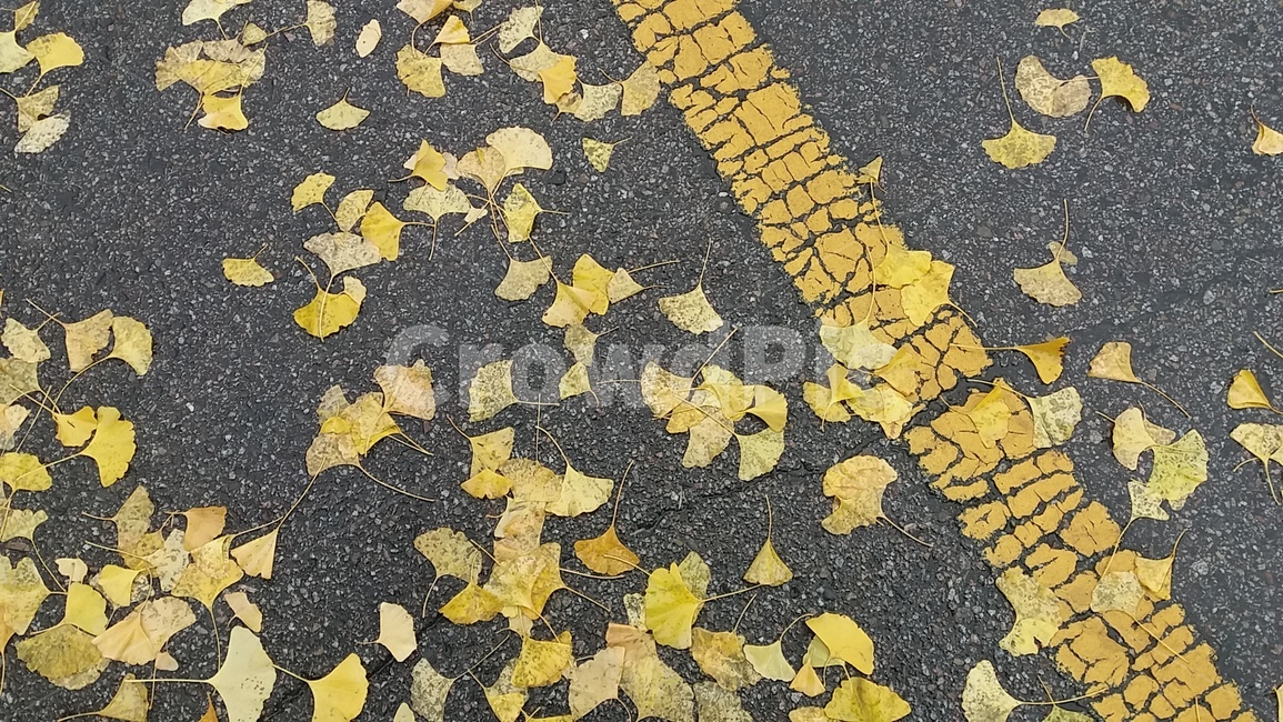 은행잎,노랑,yellow,도로,아스팔트,가을,계절,fall,autumn,season,asphalt