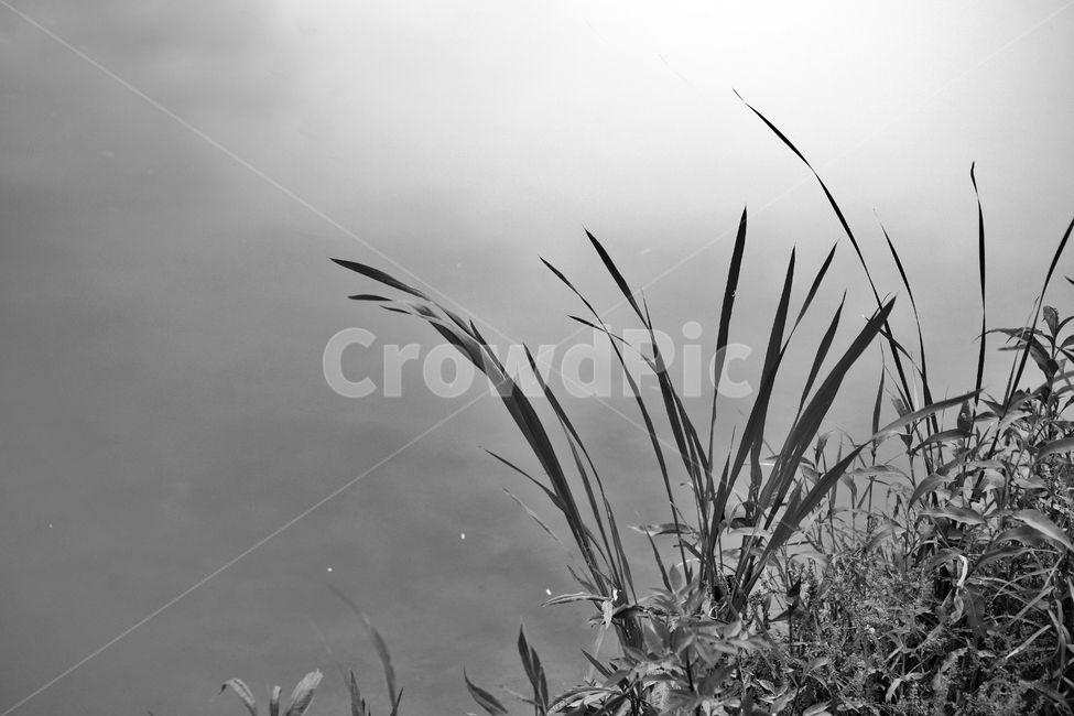 개울,시냇가,풀,식물,물풀,자연,흑백,식물,자연,plants,nature,흑백,모노톤,monochrome,black and white