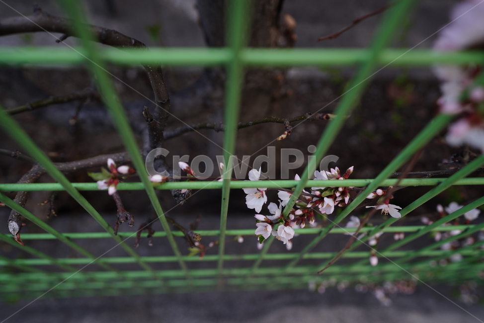 벚꽃,봄꽃,봄,계절,느낌,감성,색감,화이트,꽃,플라워,생물,식물,flower,생명,식물,자연,plants,nature,꽃,flower