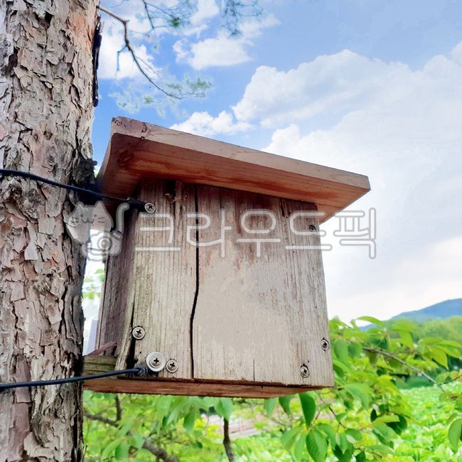 sky,pine tree,Pillar,bird house,birds nest,new house