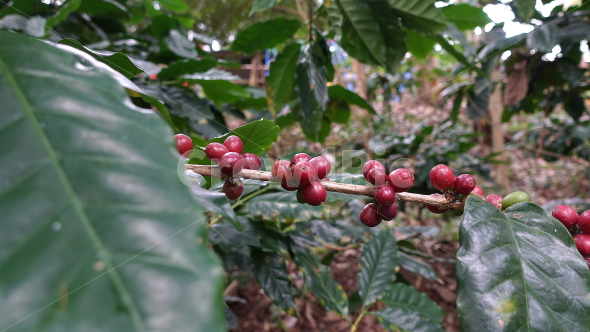 plant,식물,food,음식,fruit,과일,coffeebean,coffee,레드,red,빨강,커피콩,커피빈