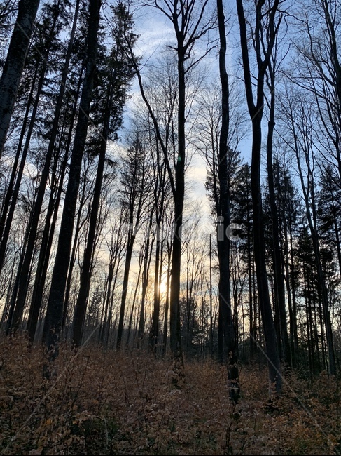 자연,숲,나무,nature,tree