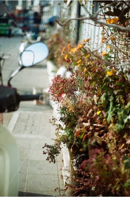 거리,오토바이,나무,식물,나뭇가지,거울,식물,자연,plants,nature