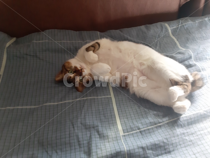 낮잠,고양이,냥이,코리안숏헤어,암컷고양이,동물,animal,포유류,mammal,고양이,cat,kitten,kitty