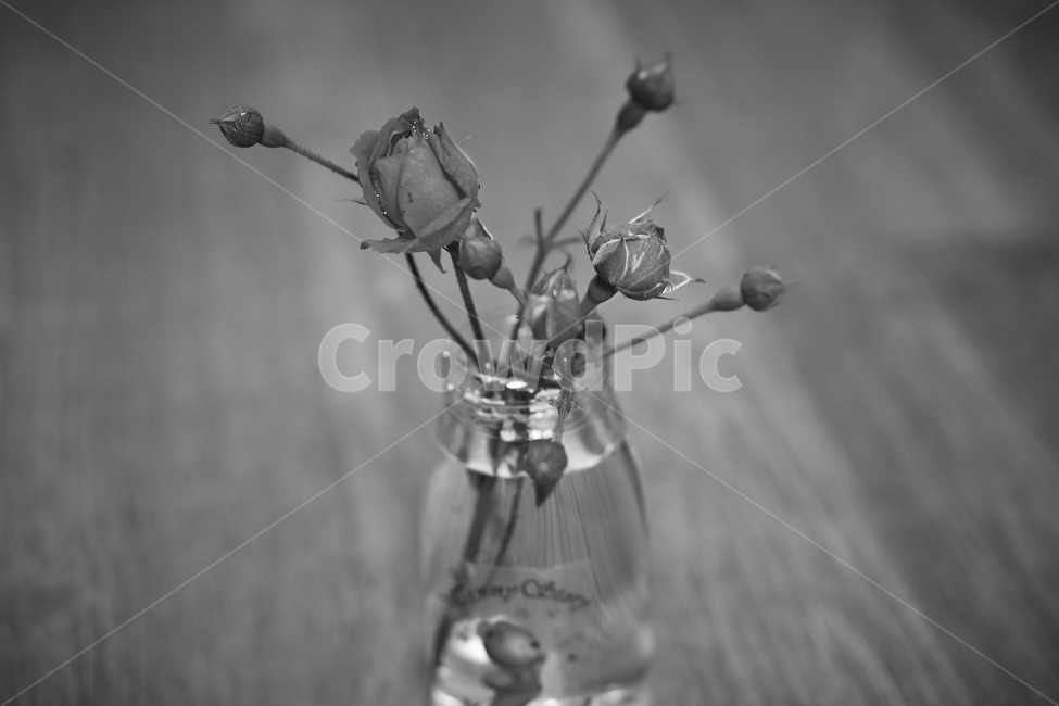 흑백,장미,생화,조화,화분,rose,flower,blackandwhite,plant,꽃병,흑백,모노톤,monochrome,black and white
