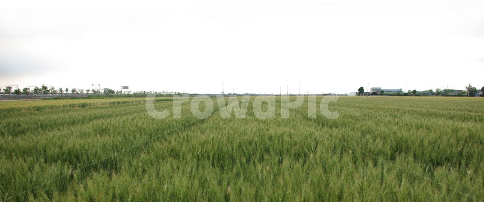 field,plant,식물,보리,들판