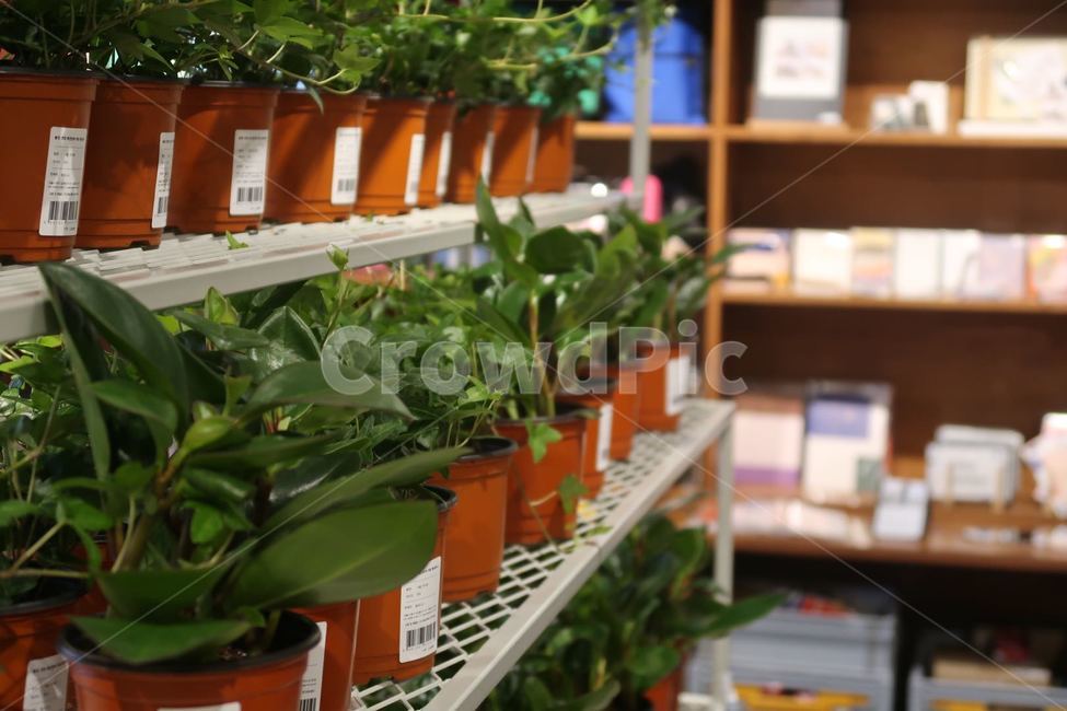 감성,감성사진,식물,화분,꽃,일상,인테리어,실내용화초,화분,화초,house plant