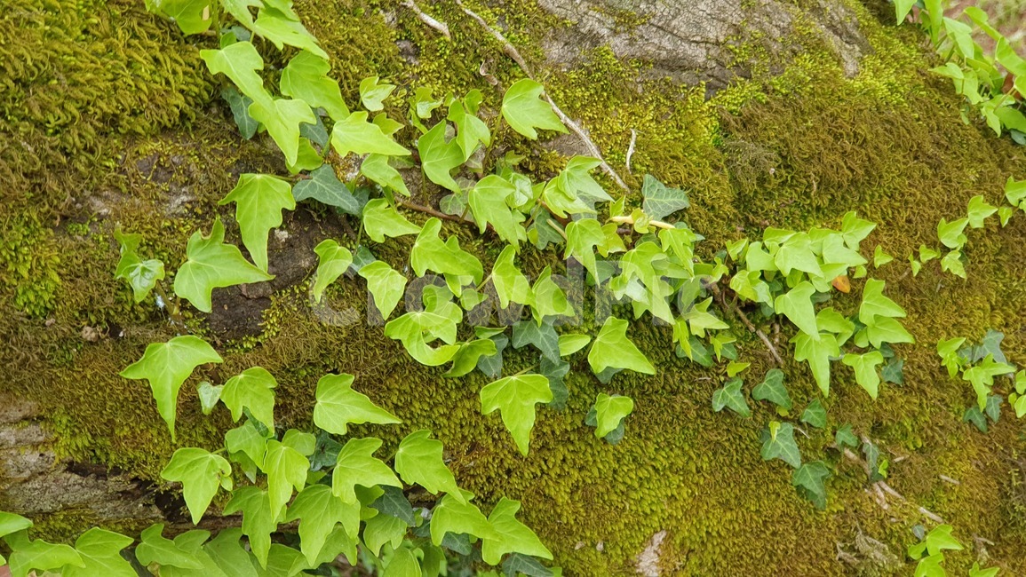 이끼,담쟁이덩굴,담쟁이,덩굴,나무,녹색,moss,mossytrees,ivy,담쟁이넝쿨,식물,매태