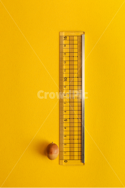 도토리키재기,도토리,자,노란,노랑색,노랑,작은것,사물,물건,오브젝트,thing,object,matter,연출,컨셉,콘셉,direction,concept