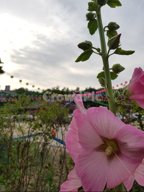 꽃,무궁화,식물,자연,하늘,seoul,korea,blossom,flower,plant
