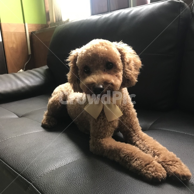강아지,푸들,개,반려동물,애완동물,동물,animal,포유류,mammal,개,강아지,dog,doggy