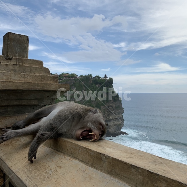 원숭이,울루와뚜사원,절경,하품,발리,졸림,인도네시아,야생,이빨,동물이빨,화남,monkey,동물