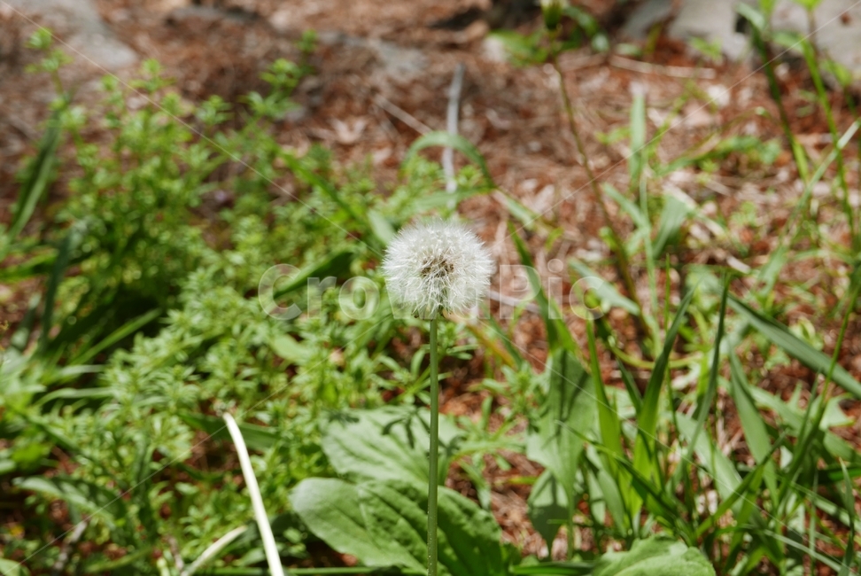 서양해바라기,꽃,식물,flower,야생화