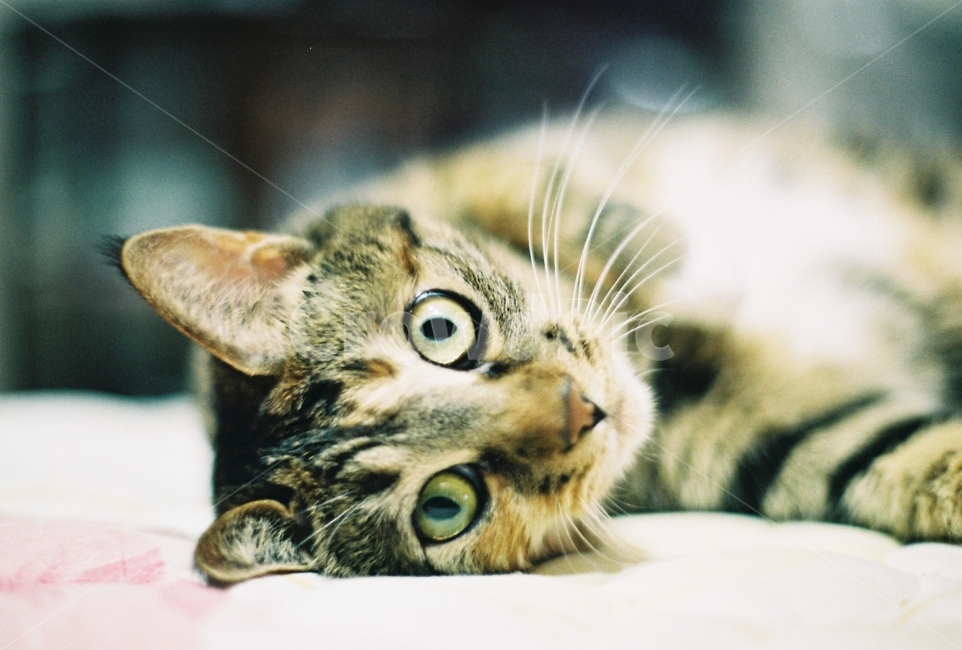 필름사진,반려묘,고양이,야옹이,냥이,동물,animal,포유류,mammal,고양이,cat,kitten,kitty,감성,sensible,feeling
