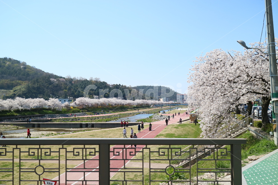 벚꽃,천변,공원,봄,나들이,소풍