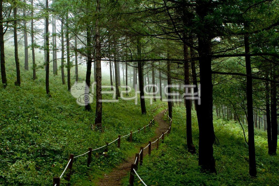 Manhangjae,Taebaek,wildflowers,Flower Garden on the Mountain,Heavenly Flower Garden,Wildflower Festival,Hambaeksanmanhangjae,Fog,Sky Forest Garden