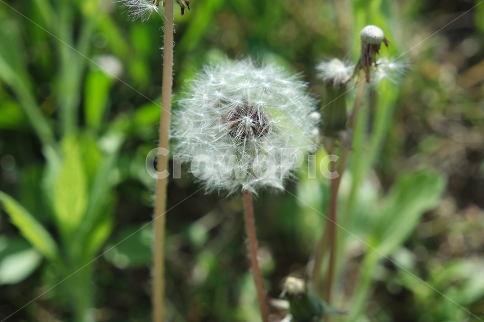민들레,민들레홀시,dandelion,봄,솜털,투명,꽃,flower