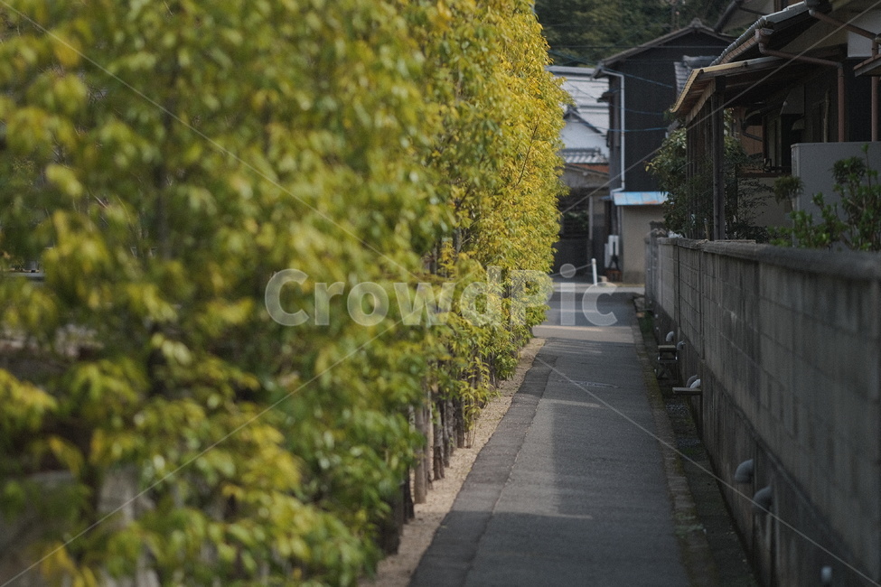 담,담벼락,기와,골목,나무,식물,tree,plant,골목길,alley,asphalt,아스팔트,outdoors,옥외