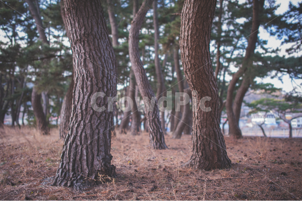 소나무,나무,숲,소나무숲,그림자,풍경,자연,식물,대한민국,인천,가을,pinetree,pineforest,autumn,wood,자연,풍경,nature,landscape,tree,plant,tree trunk,나무 줄기