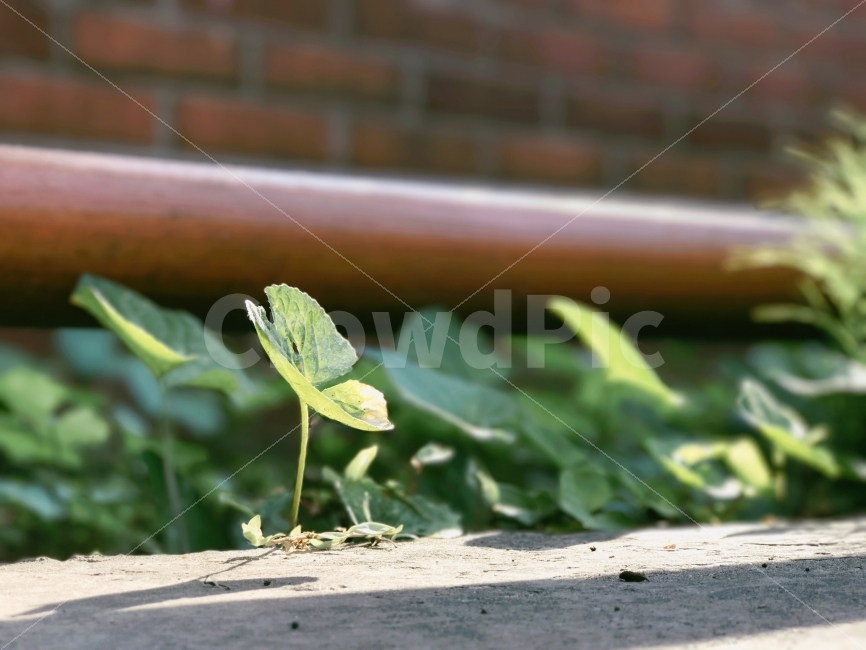 새싹,초록,길가,길,잎사귀,녹색,자연,생명,식물,자연,plants,nature