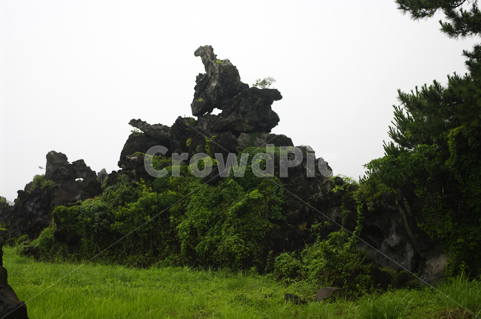 제주,현무암,잡초,초록,바위,자연,풍경,nature,landscape,한국자연풍경,한국자연경관,korea nature landscape,제주도,jeju,jeju island,outdoors,옥외