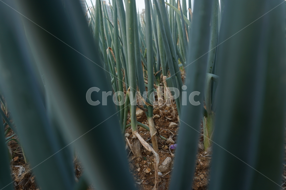 파,잔디,자연,green,greenonion,farm,농장,초록,대파,식물,자연,plants,nature