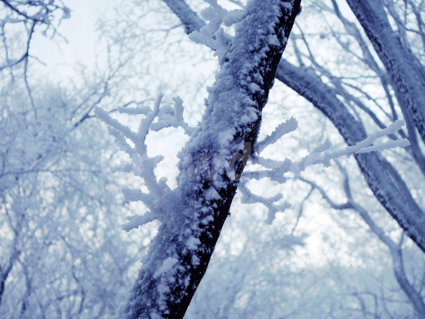 무등산국립공원,겨울,눈꽃,상고대,등산,식물,자연,plants,nature,풍경,landscape,겨울,계절,winter,season,outdoors,옥외,snow,눈,frost,서리