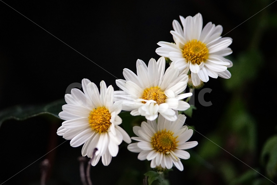 꽃,화초,가을,산책,온천천,부산,식물,자연,plants,nature,꽃,flower