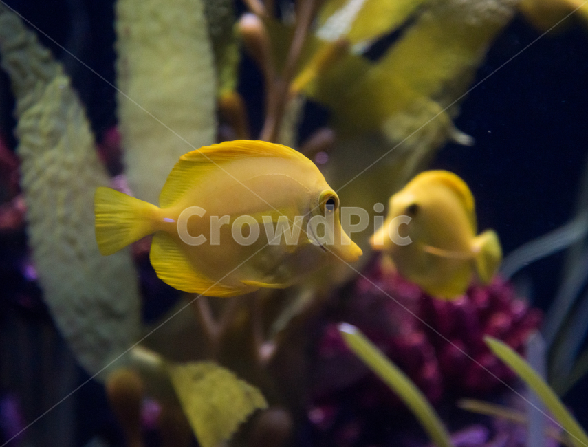 tang,saltwater fish,aquarium,yellow tang