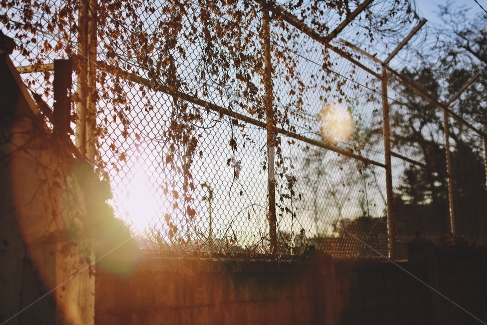 철조망,햇빛,플레어,덩쿨,barbedwirefence,sunlight,flare,자연,풍경,nature,landscape,감성,sensible,feeling,light,빛
